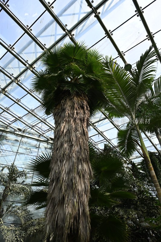 温室中的高大棕榈树