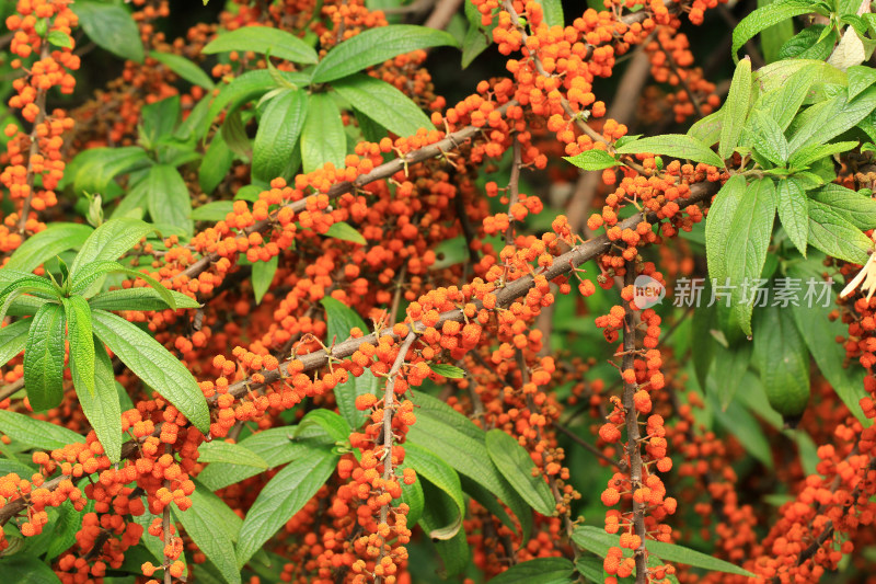 野生植物水麻果实