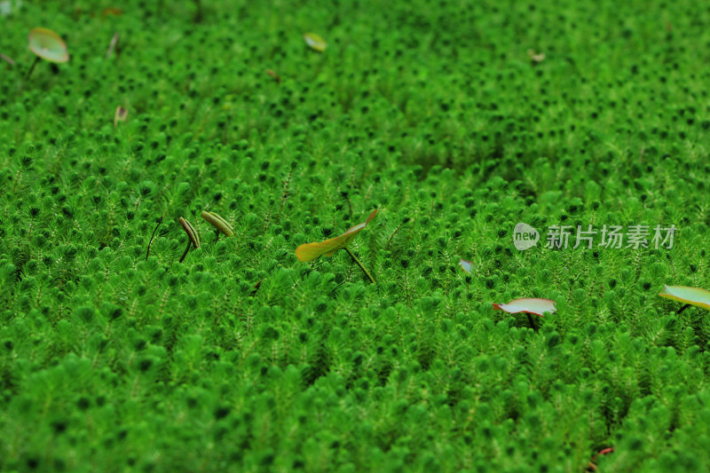 春天净水植物狐尾藻绿色背景