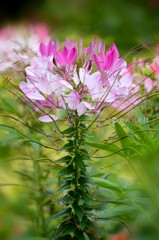 粉白色醉蝶花特写