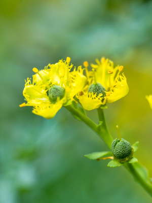 药用植物芸香黄花特写