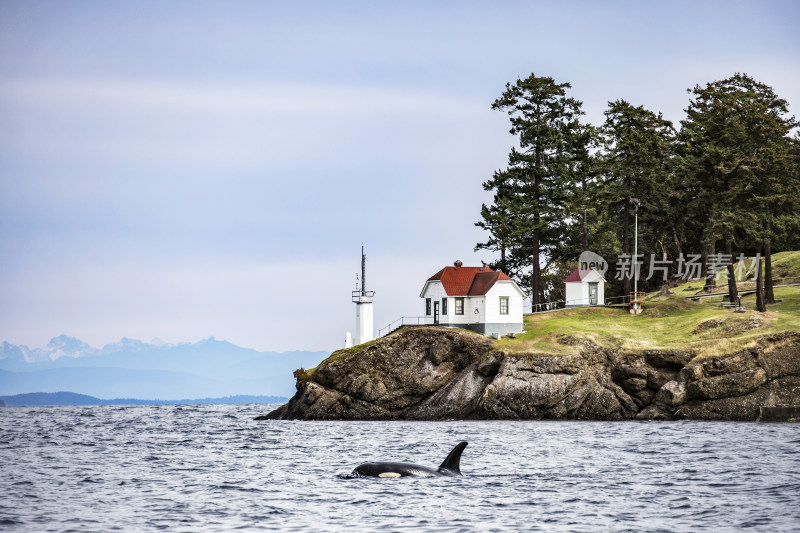 加拿大温哥华海边小屋与海中鲸鱼景观