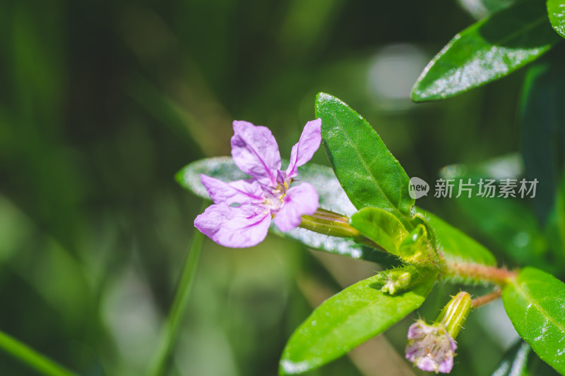 紫花植物萼距花