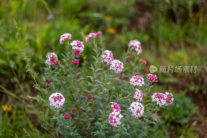 草原野花