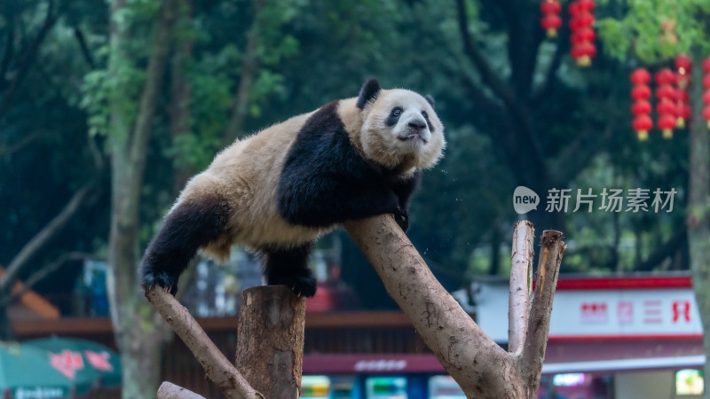 爬树的大熊猫