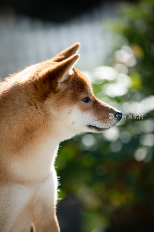 一只柴犬的头部特写