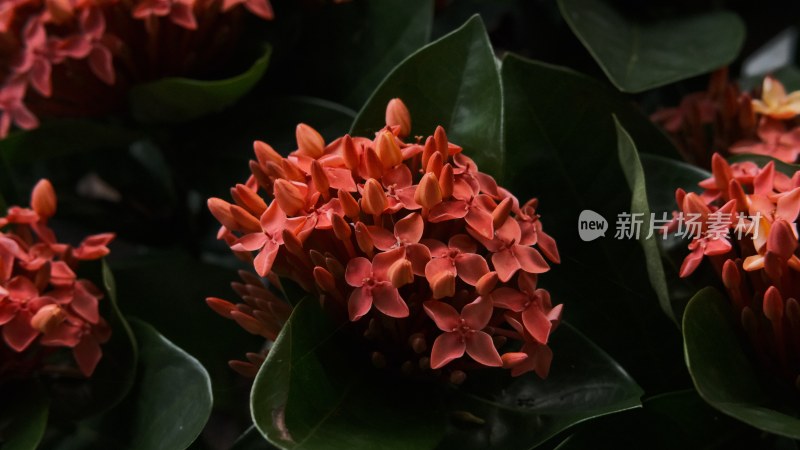 粉红色开花植物特写镜头