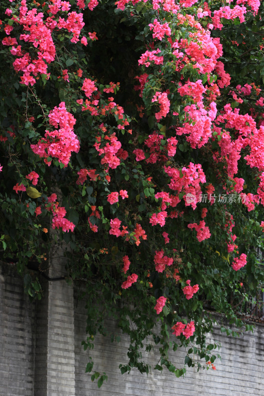 夏天成都市区的三角梅叶子花盛开