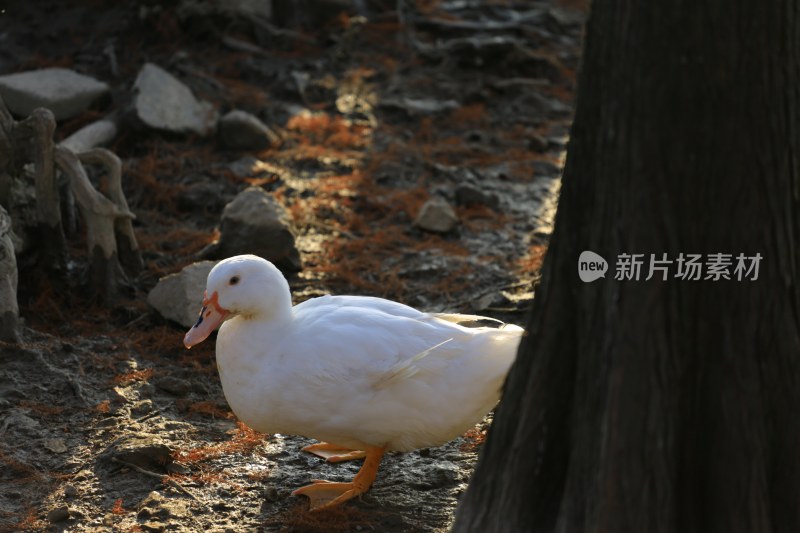 树下站立的白色鸭子