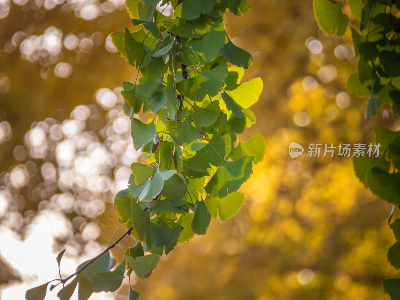 秋天树上的银杏叶的特写镜头