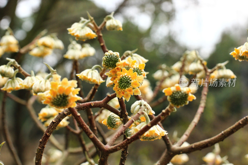 金黄色的结香花盛开