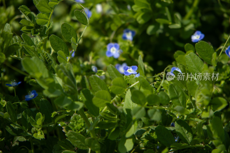 春天野外绿叶丛中的蓝色小花花海