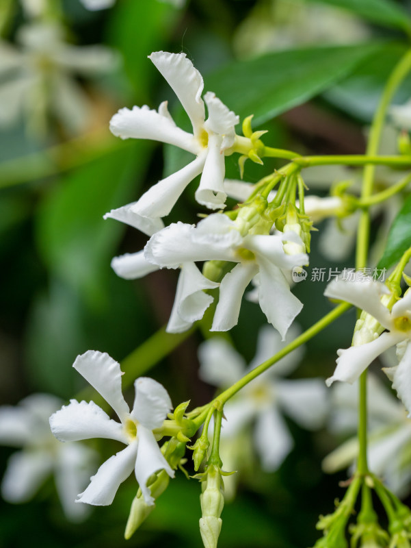 春天的风车茉莉白花特写