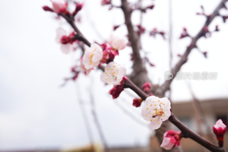 盛开的梅花和梅花花苞特写