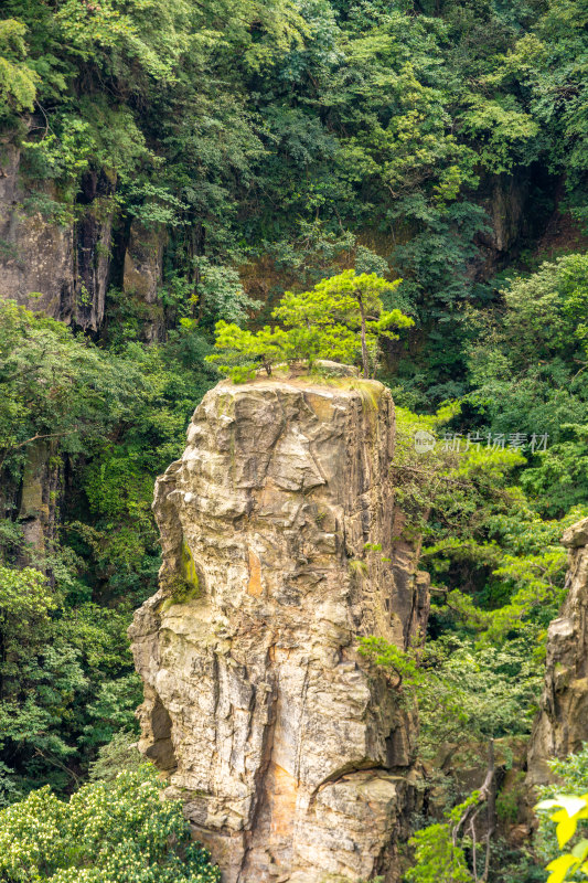 中国湖南张家界景区奇特山峰与茂密森林