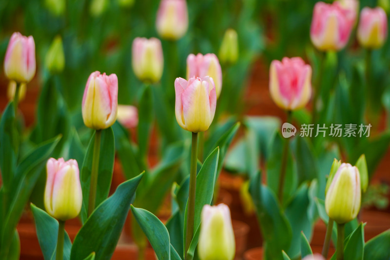 郁金香特写