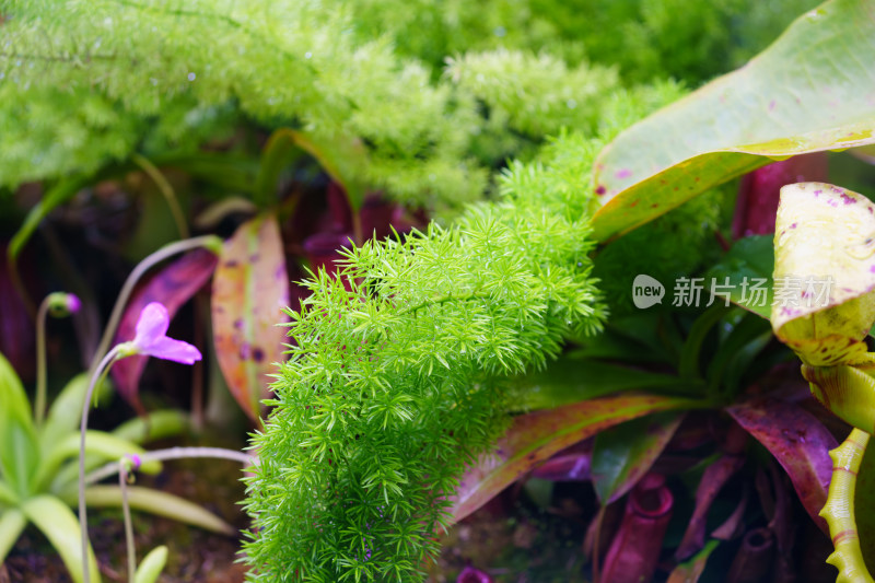 天门冬植物上生长的新鲜绿叶特写镜头