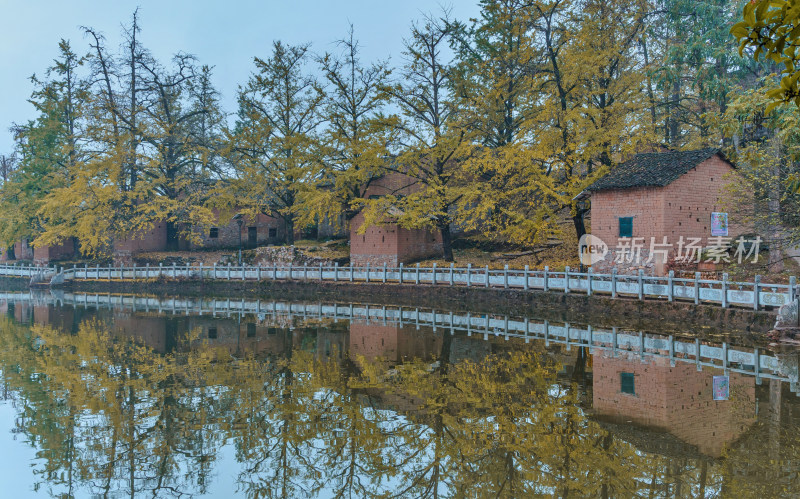 桂林灵川海洋乡银杏黄色落叶与乡村池塘房屋