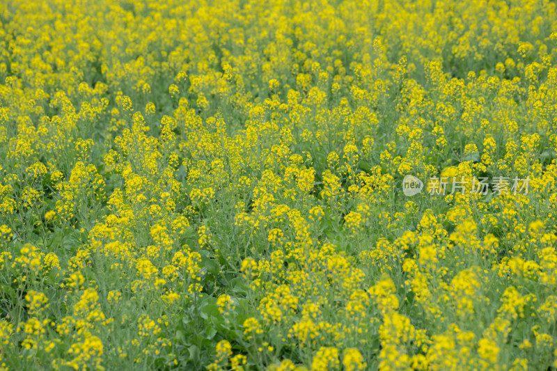 春天油菜花海