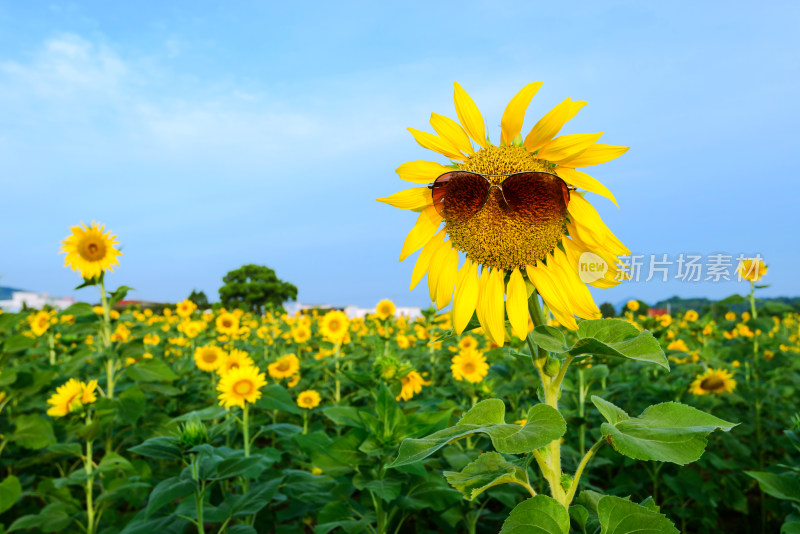 美丽的向日葵