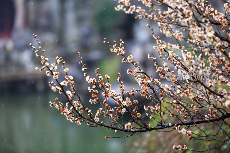 唯美园林古建梅花盛开