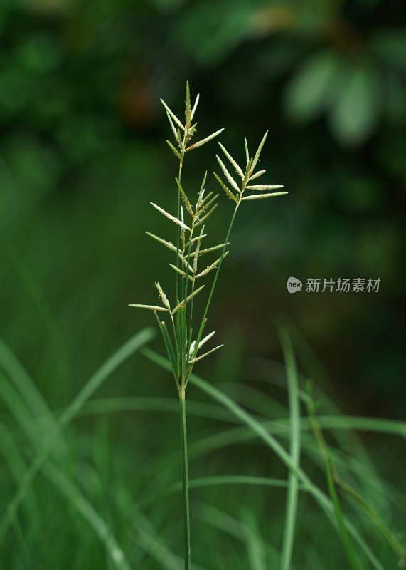 野草——香附子