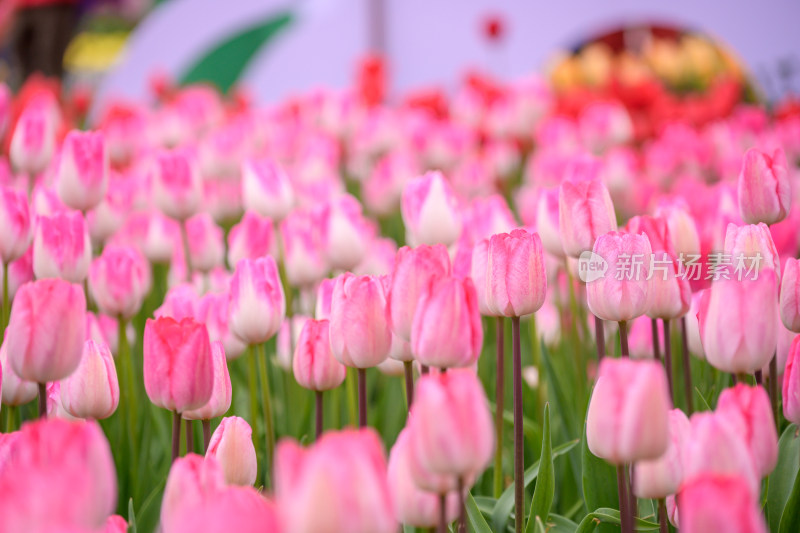 郁金香花海