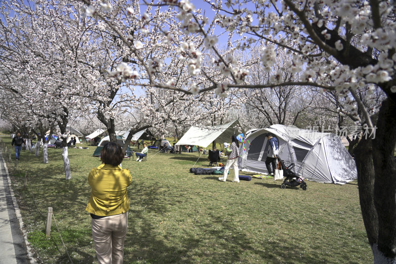 春天休闲露营放风筝的人们