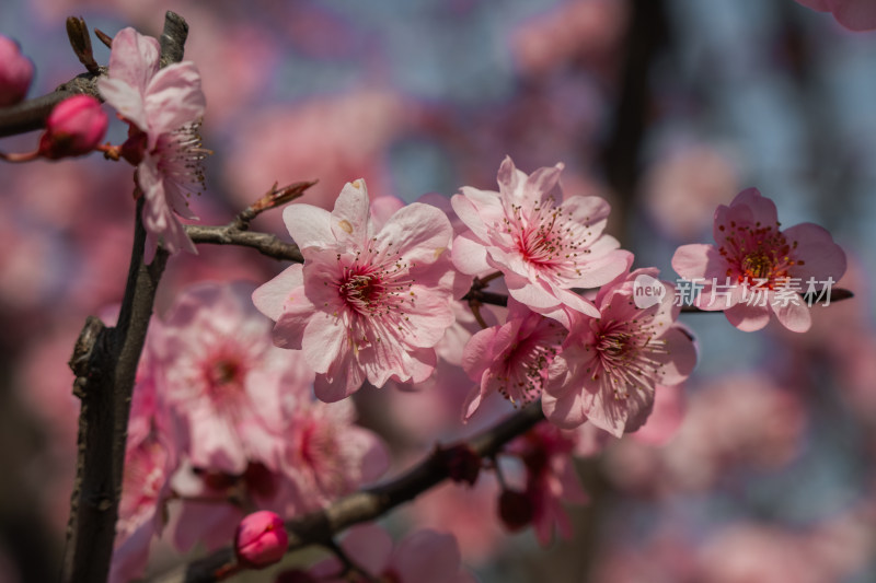 春天粉色桃花盛开