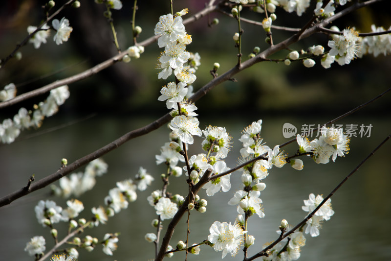 春天枝头盛开的白色桃花 白花山碧桃