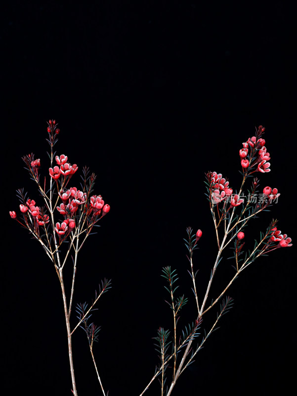 黑色背景上，一束春节年花红色腊梅