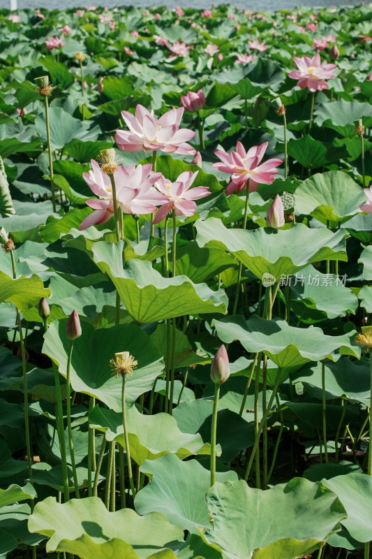 北京圆明园荷花