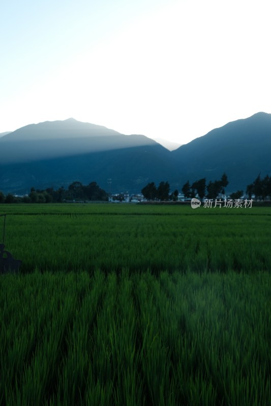 田园风光稻田远山景色