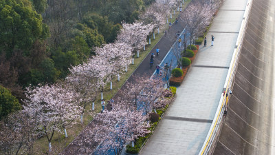 杭州滨江樱花大道跑道航拍