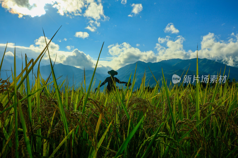 云南大理苍山下稻田中劳作景象