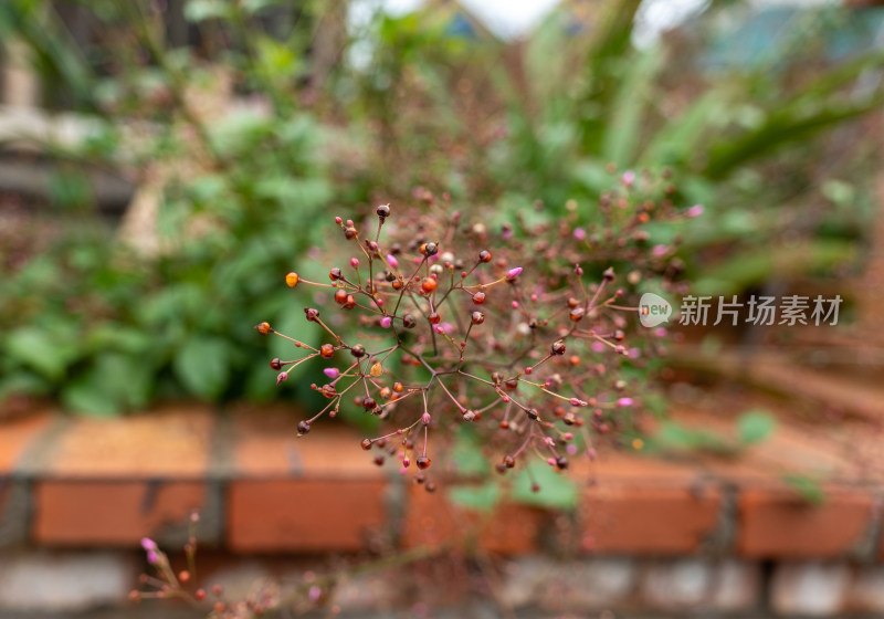 植物上生长的浆果土人参