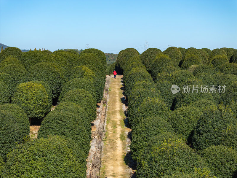 浙江杭州桂博园种植森林翠绿几何之美航拍