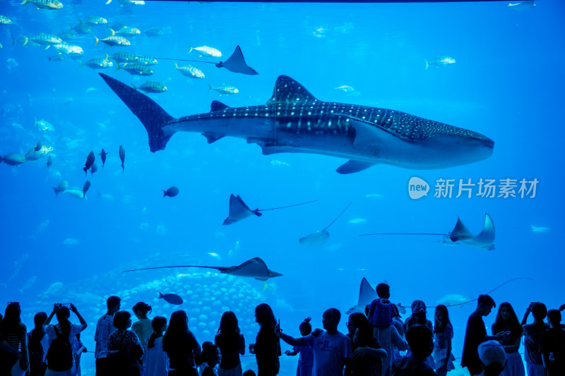 广东珠海长隆海洋王国鲸鲨馆的海洋生物