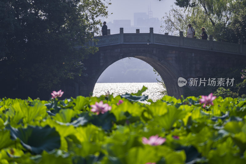 杭州西湖风景区曲院风荷荷花风景