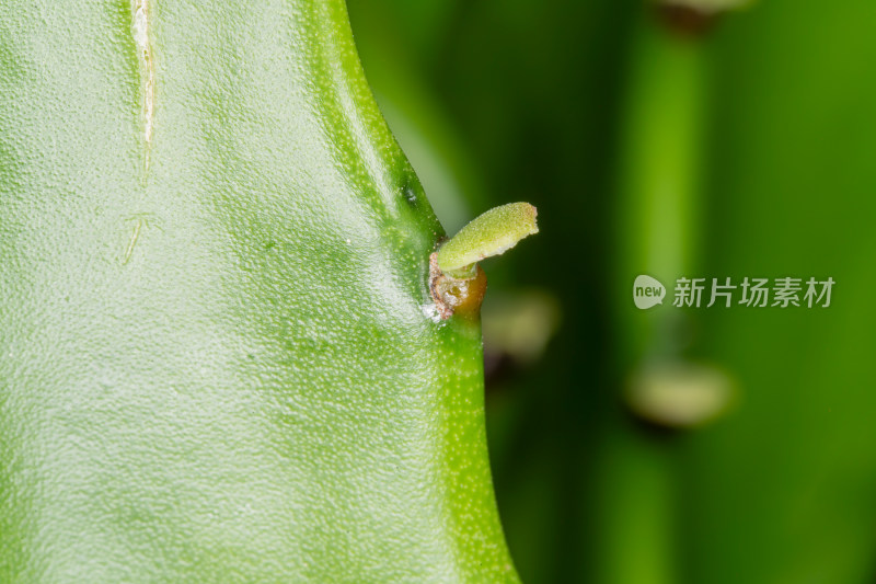 仙人掌的嫩芽