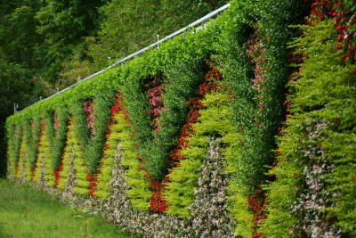 多彩绿植墙