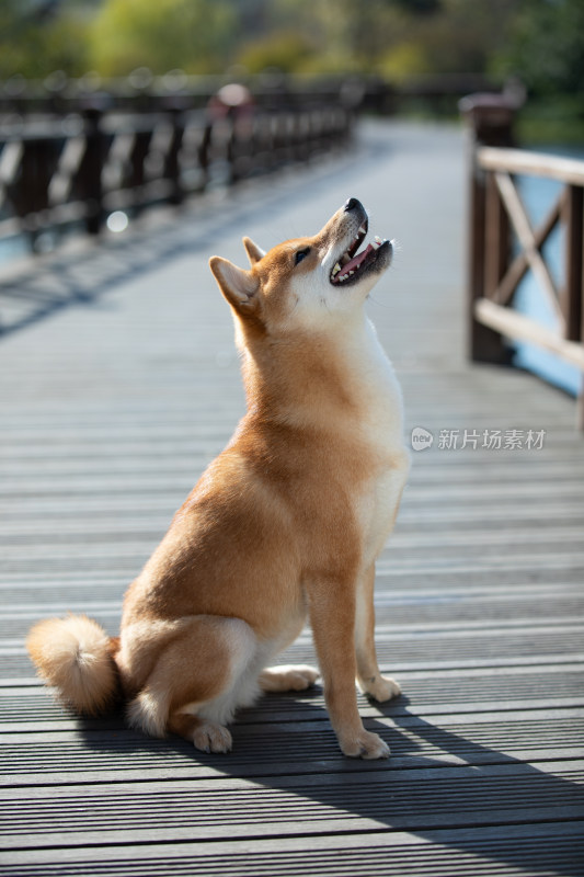 一只坐在栈道上的快乐柴犬