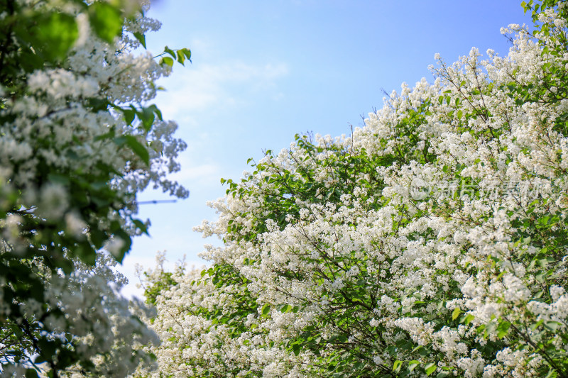 白色丁香花