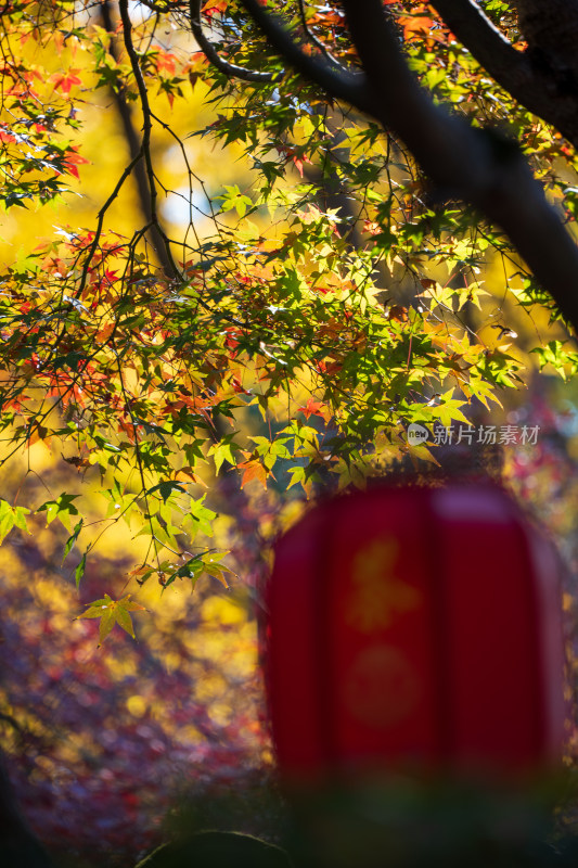 秋天的枫叶与红灯笼