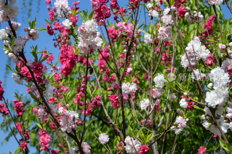 春天枝头绽放的粉白色碧桃花