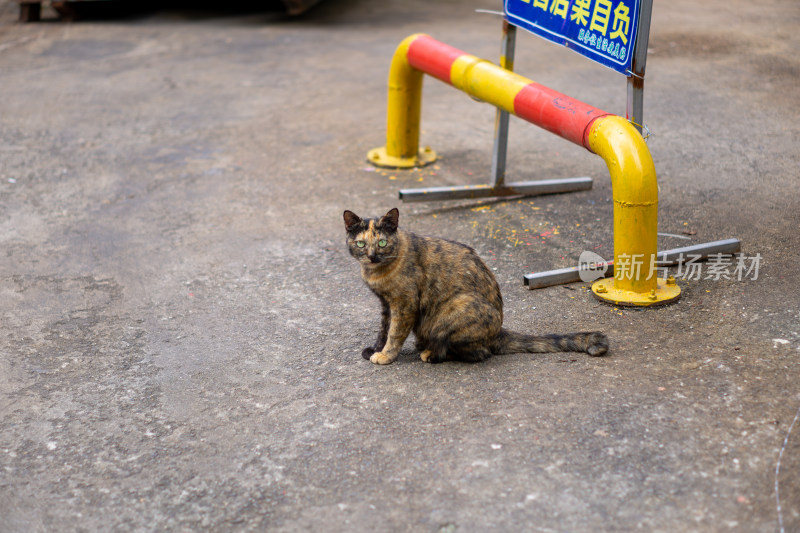 街头流浪猫