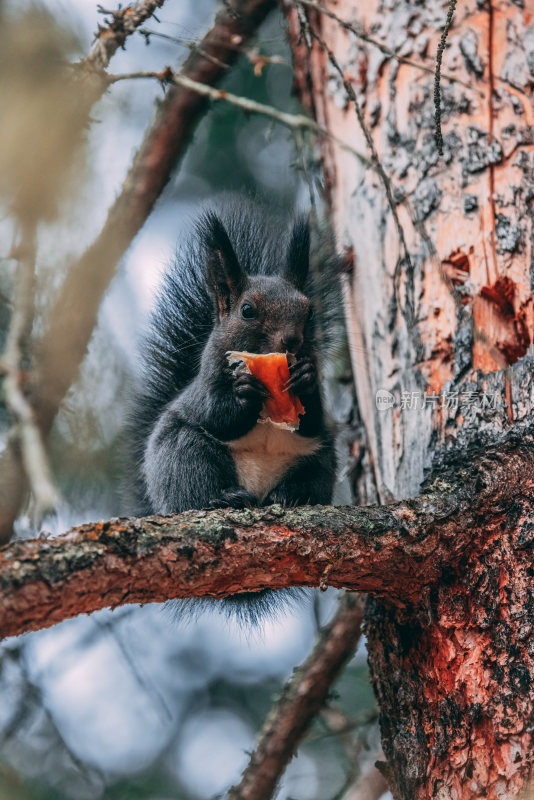 树上吃东西的小松鼠