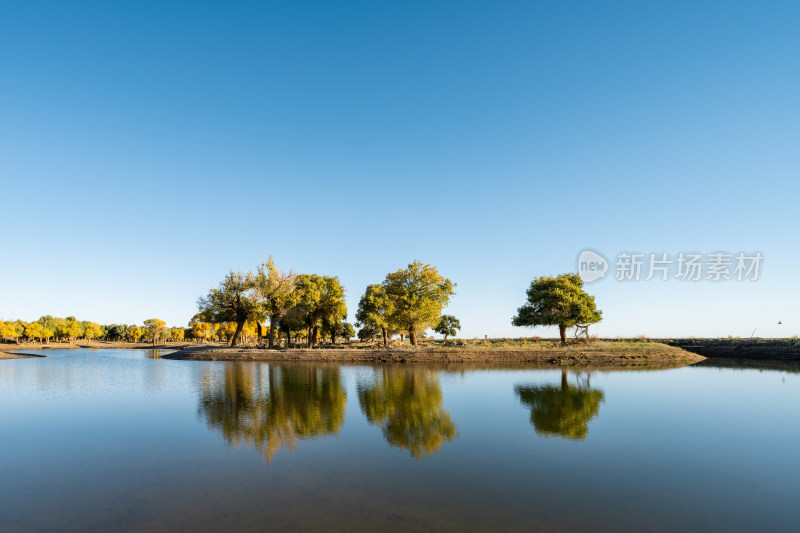 额济纳旗黑水胡杨金秋沙漠千年胡杨