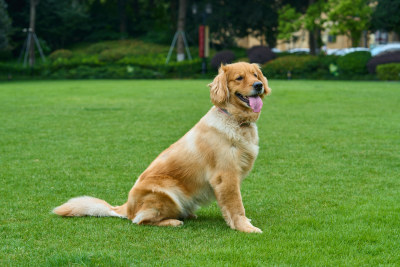 晴天在户外草地上欢快活动的金毛寻回犬