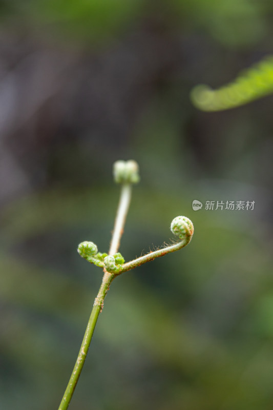 芒萁嫩芽